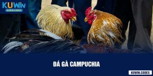 Đá gà campuchia