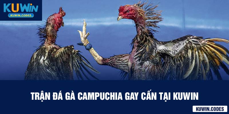 Đá gà campuchia gay cấn tại kuwin
