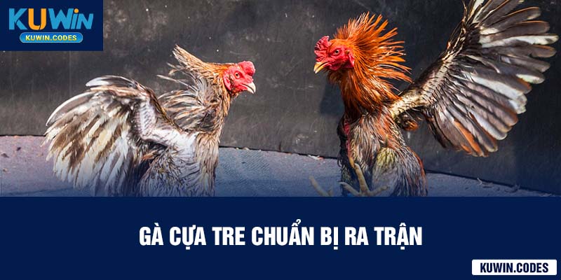 Đá gà cựa tre kuwin