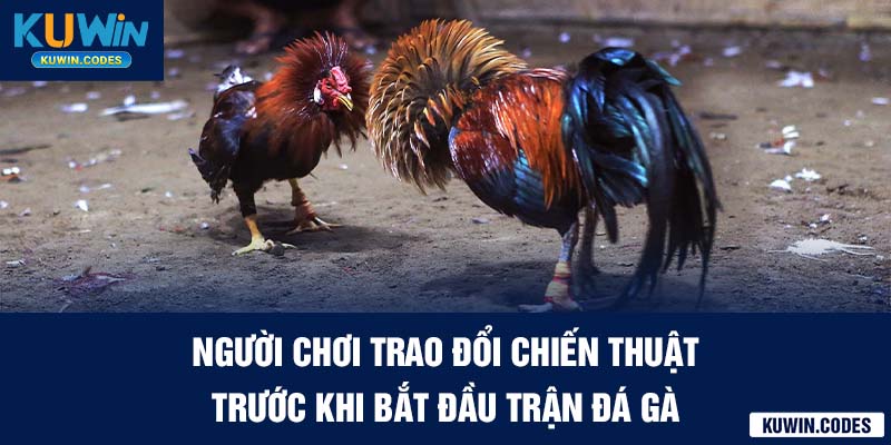 Người chơi đá gà campuchia tại kuwin