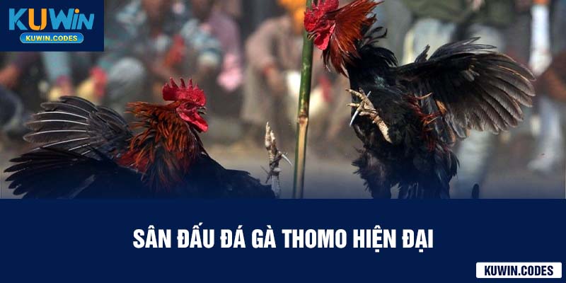 Sân đá gà thomo tại kuwin