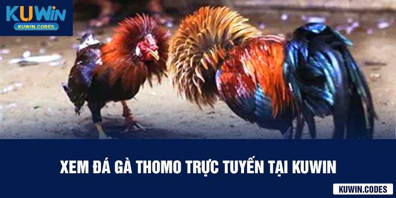 Xem đá gà thomo tại kuwin